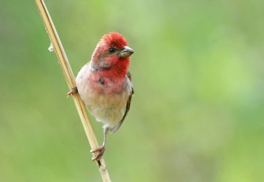 Genel gül ağacı (carpodacus erythrinus) erkek
