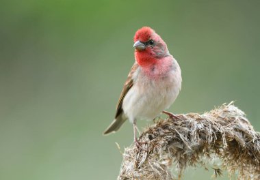 Genel gül ağacı (carpodacus erythrinus) erkek