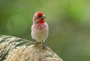 Genel gül ağacı (carpodacus erythrinus) erkek