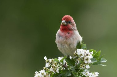 Genel gül ağacı (carpodacus erythrinus) erkek