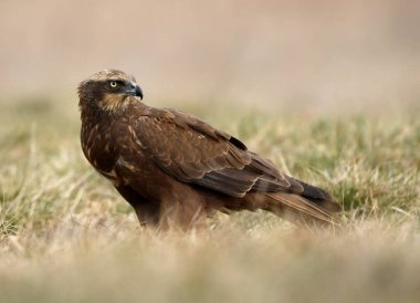 Batı Bataklık Gemisi (Circus aeruginosus) - dişi
