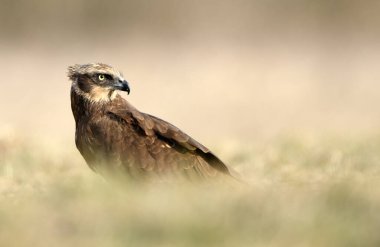 Batı Bataklık Gemisi (Circus aeruginosus) - dişi