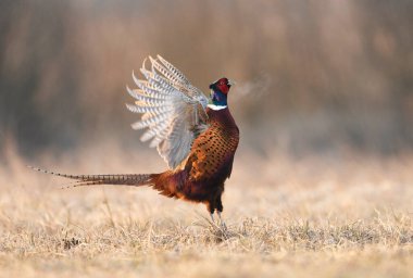 Halka yakalı Sülün (Phasianus colchicus) erkek