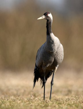 Yaygın vinç (Grus grus) kuşu