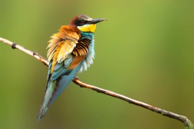 Avrupa arı yiyici (Merops apiaster) )