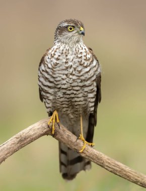 Atmaca kapat (kazazede nisus )