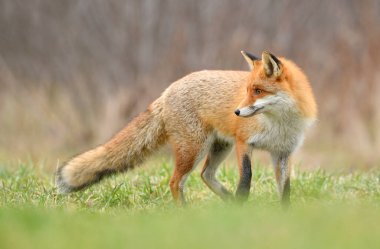 Kızıl Tilki (Vulpes vulpes) Kapat 
