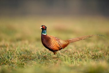 Halka yakalı Sülün (Phasianus colchicus) erkek