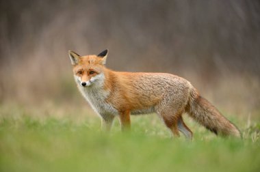 Kızıl Tilki (Vulpes vulpes) Kapat