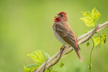 Genel gül ağacı (carpodacus erythrinus) erkek