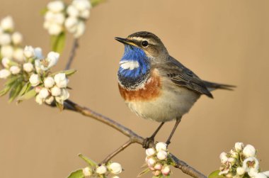Bluethroat kuşu kapat (Luscinia svecica )