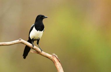 Dalın üzerinde saksağan kuşu (Pica pica )