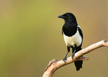 Dalın üzerinde saksağan kuşu (Pica pica )