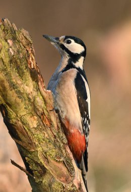 Büyük benekli ağaçkakan (Dendrocopos major )