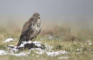 Yaygın akbaba (Buteo buteo) kapat