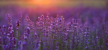 Gün batımında pembe lavanta çiçekleri