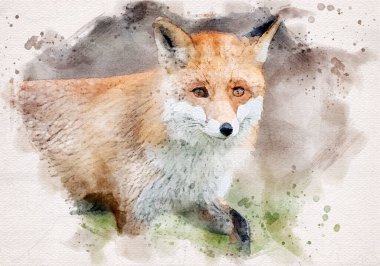 Kızıl Tilki (Vulpes vulpes) - Suluboya sanatı