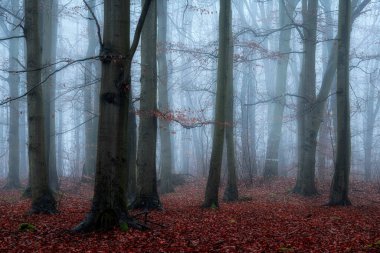 sonbahar ormandaki sisli gün
