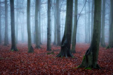 sonbahar ormandaki sisli gün