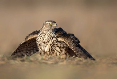 Kuzey Şahini (Accipiter gentilis) yakından - genç olan