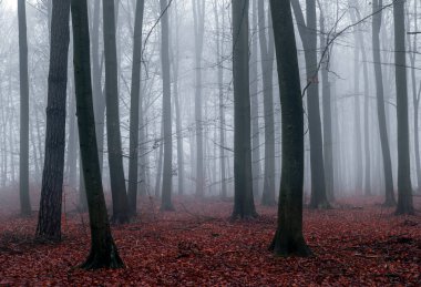 sonbahar ormandaki sisli gün