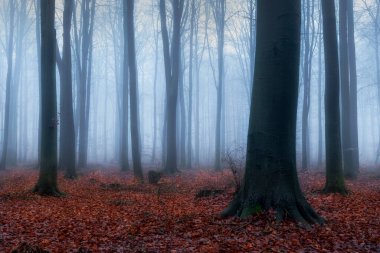 sonbahar ormandaki sisli gün