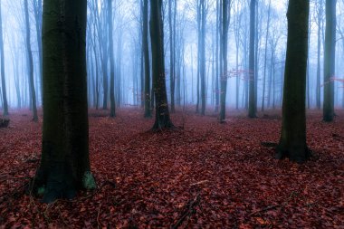 sonbahar ormandaki sisli gün