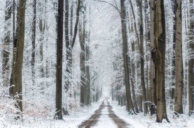 Ormanda güzel bir kış günü