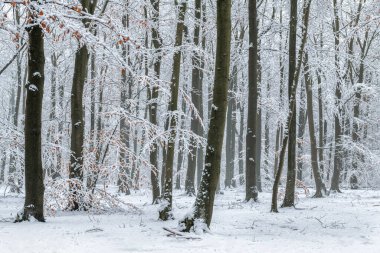 Ormanda güzel bir kış günü