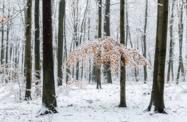 Ormanda güzel bir kış günü