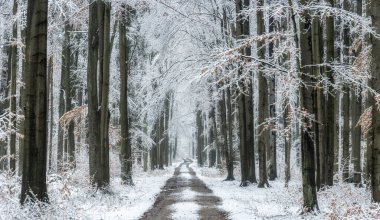 Ormanda güzel bir kış günü