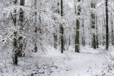 Ormanda güzel bir kış günü