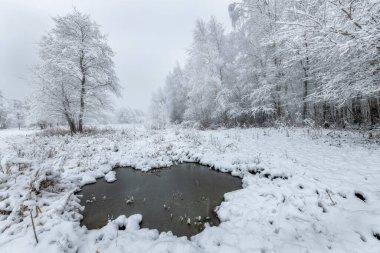 Beyaz ağaçlarla güzel bir kış günü