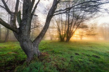 Ormanda güzel sisli bir sabah