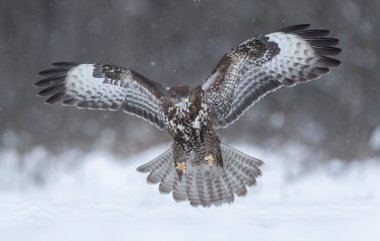 Kış manzarasında sık görülen akbaba (Buteo buteo)
