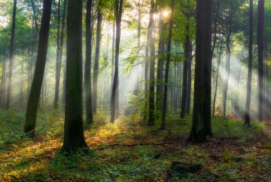 Ormanda güzel bir sabah