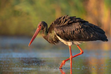 Kara leylek kuşu (Ciconia nigra )