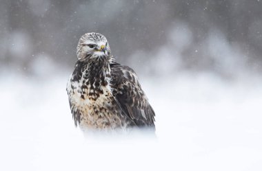 Kış manzarasında kaba bacaklı akbaba (Buteo lagopus)