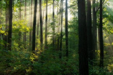 Ormanda güzel bir sabah