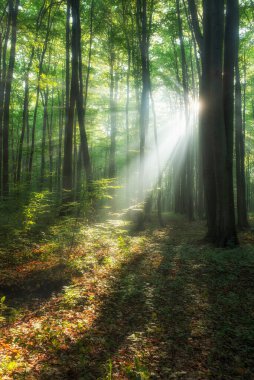Ormanda güzel bir sabah