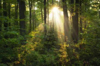 Ormanda güzel bir sabah