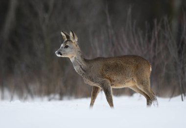 Roe geyiği dişi (Capreolus capreolus )