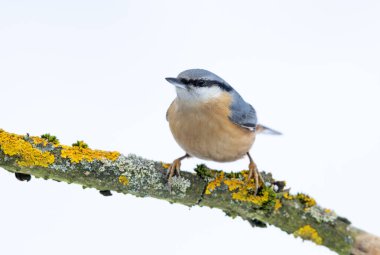 Nuthatch (Sitta europaea) kuşu kapat