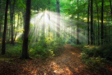 Ormanda güzel bir sabah