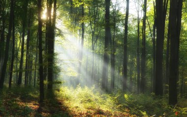Ormanda güzel bir sabah