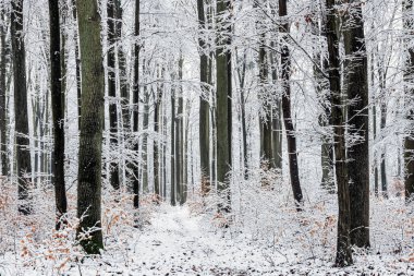 Ormanda güzel bir kış günü