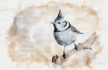 Crested tit (Lophophanes cristatus) close up waterpaint image