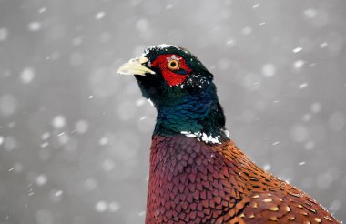 Halka yakalı Sülün (Phasianus colchicus) erkek.