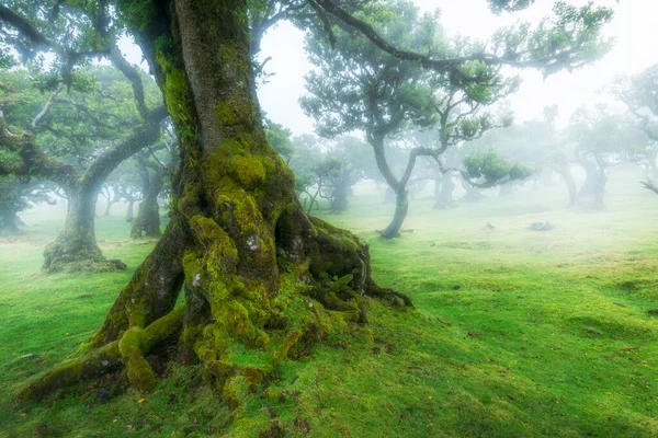 Viejo Cedro Bosque Fanal Isla Madeira Portugal — Foto de Stock