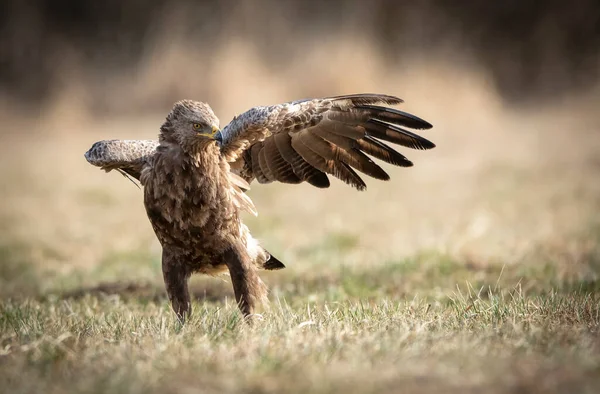 Lesser Spotted Eagle Clanga Pomarina — Stock Photo, Image